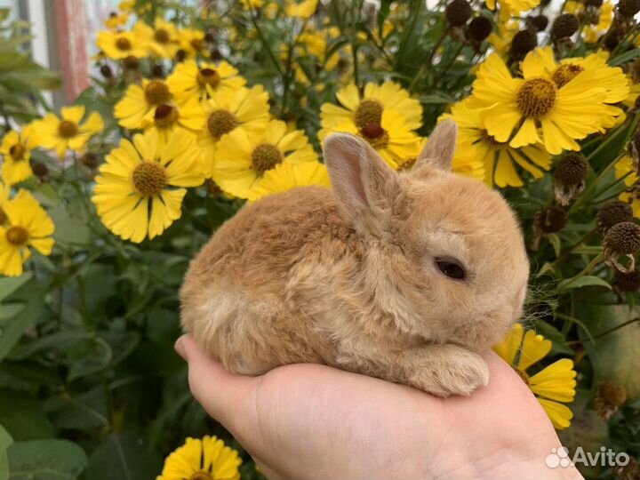 Карликовые крольчата