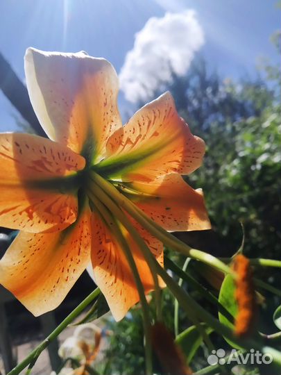 Лилии луковицы