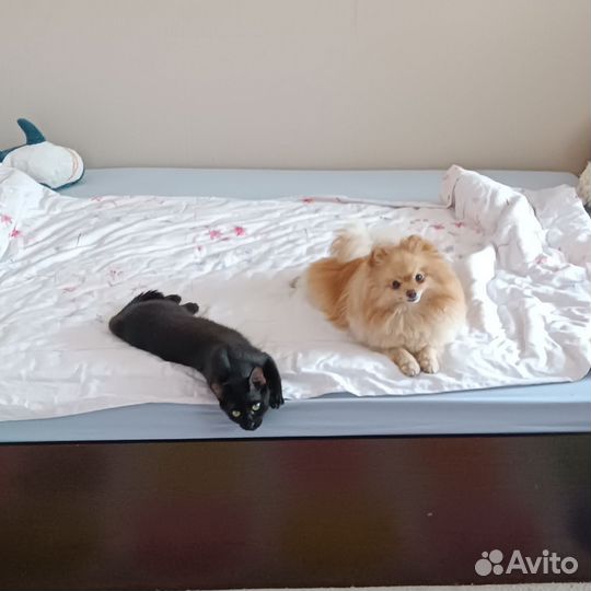 Котик Деймон, очень любит собак