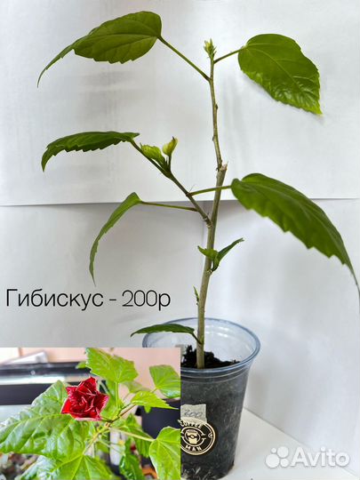 Комнатные растения
