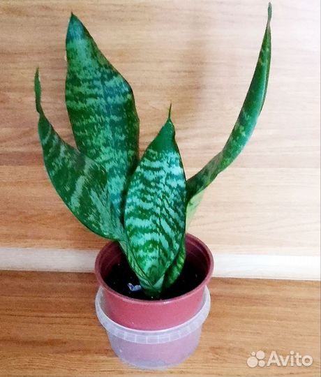 Всё по одной цене