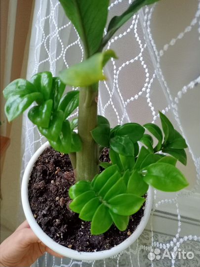 Замиокулькас зензи жук