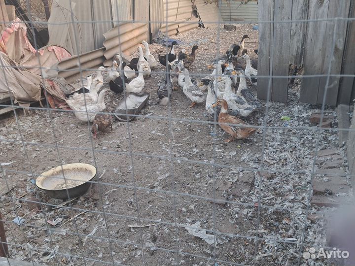 Утки фаворит