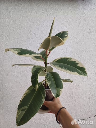 Фикус эластика тинеке