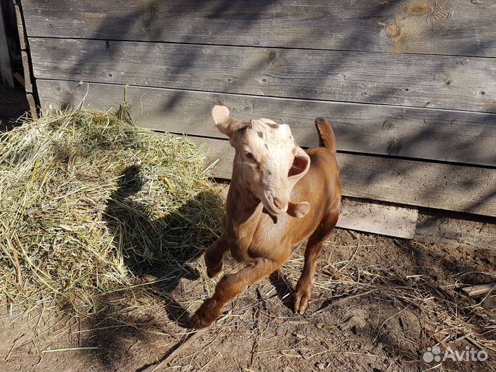 Шикарный чистопородный козлик на племя