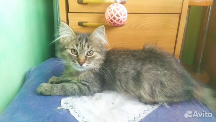 Котятки в добрые руки