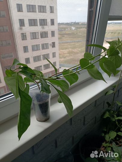 Саженцы бугенвиллии