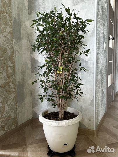 Фикус бенджамина большой