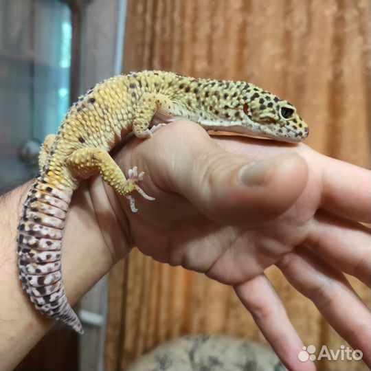 Геккон эублефар