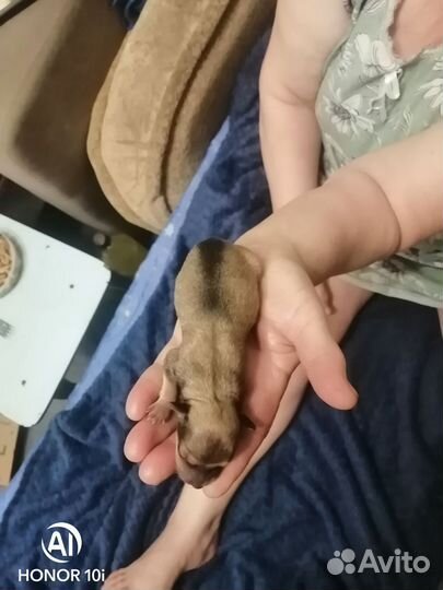 Той-терьер щенки