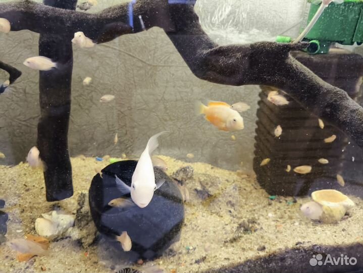 Рыбки цихлиды