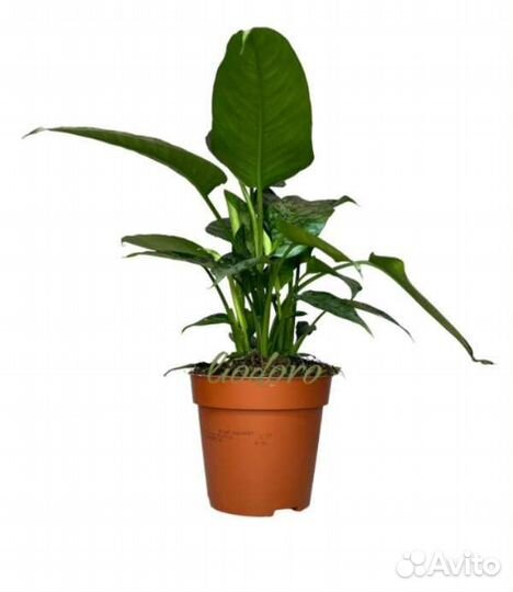 Комнатные растения(часть 1)