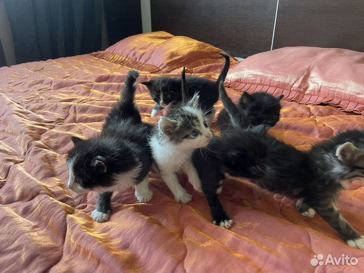 Котята в добрые руки