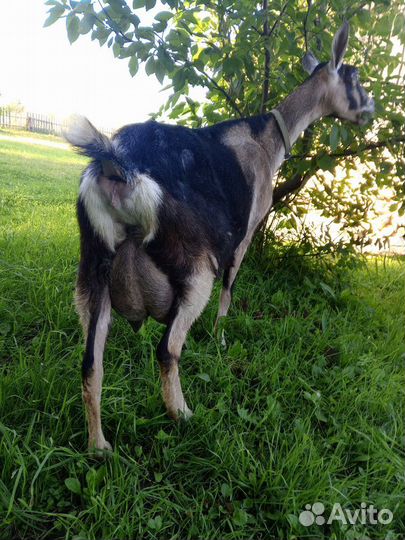 Коза дойная альпийская