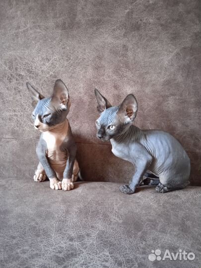 Канадский сфинкс котята