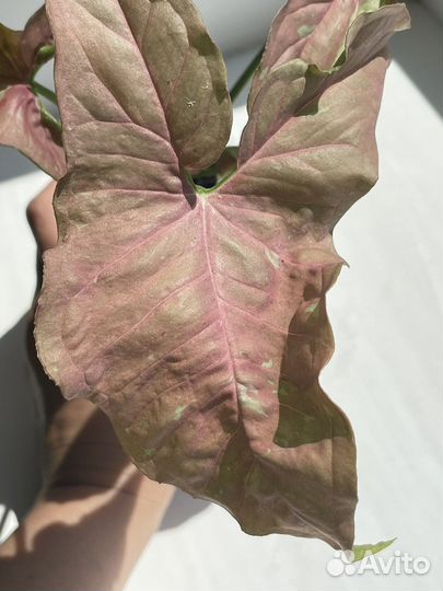 Сингониум розовая икра/Pink Caviar