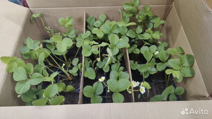 Рассада клубники