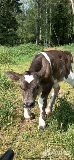 Телята бычки