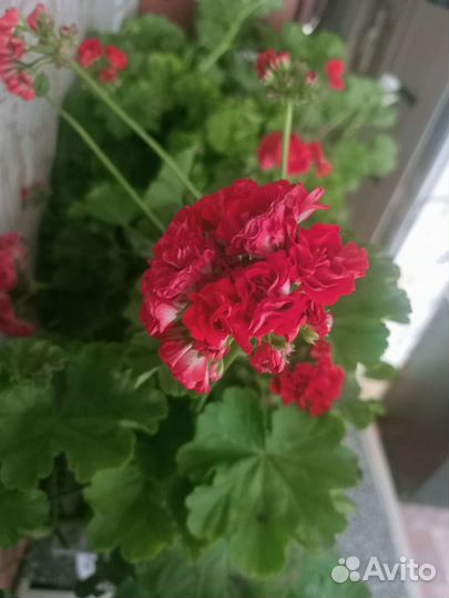 Комнатные цветы герань