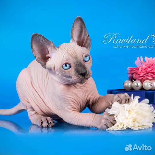Шикарный мальчик канадский сфинкс