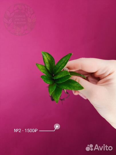 Замиокулькас Акебоно Вариегатный