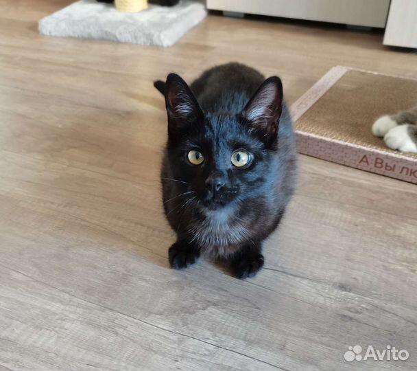 Маленькая Пума 4,5 месяца ищет дом