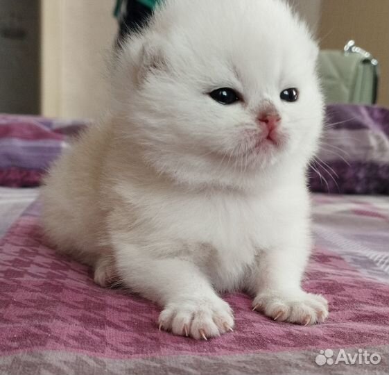 Шотландский котик