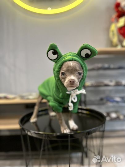 Одежда для собак