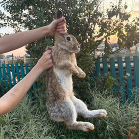 Кролики фландер