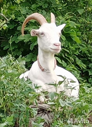 Козье молоко