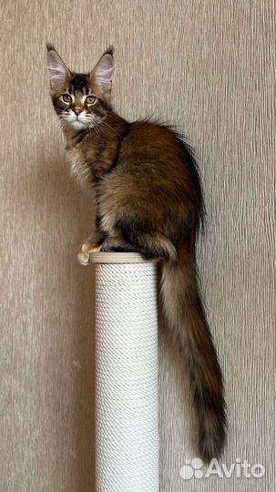 Мейн-кун девочка