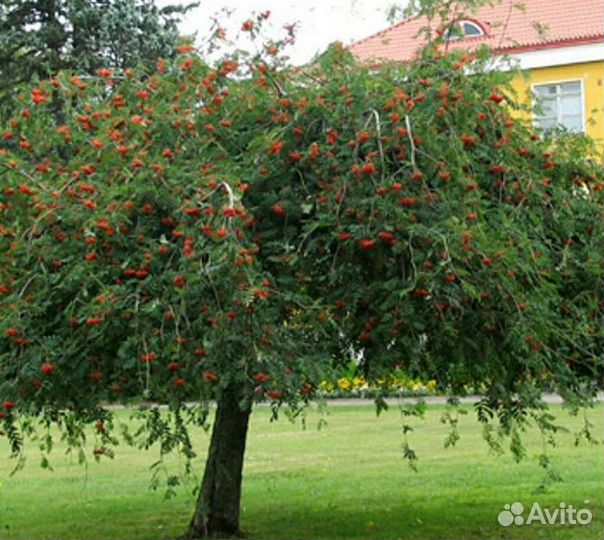 Рябина плакучая