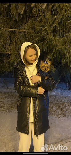 Йоркширский терьер мини вязка
