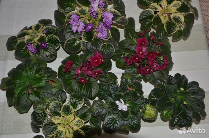 Узамбарские фиалки