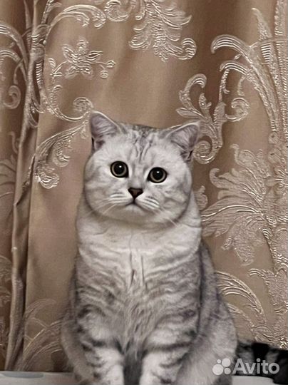 Шотландец вязка