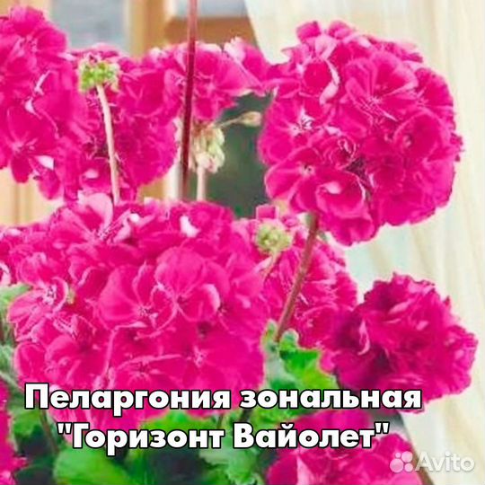 Пеларгония сортовая