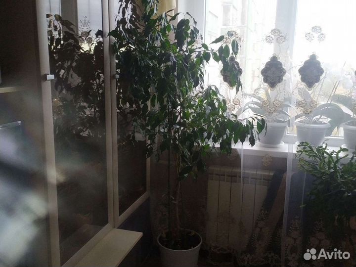 Фикус