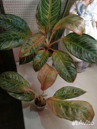 Аглаонема sarre