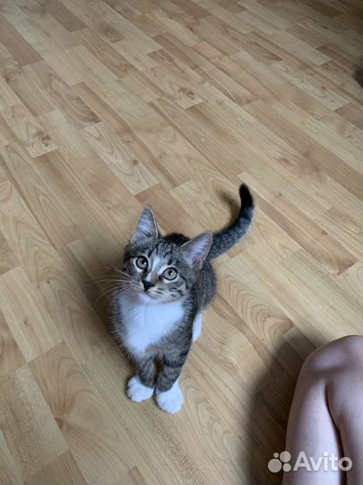 Котенок в добрые руки