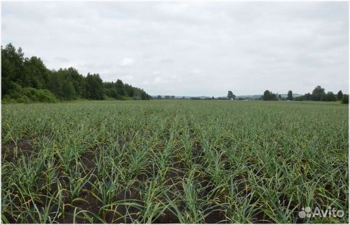 Готовый бизнес, инвестиции