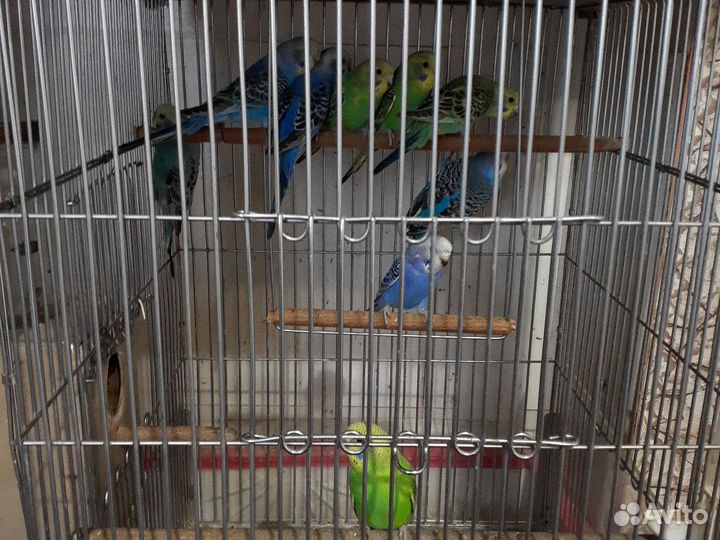 Молодые волнистые попугайчики