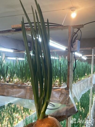 Лук зеленый