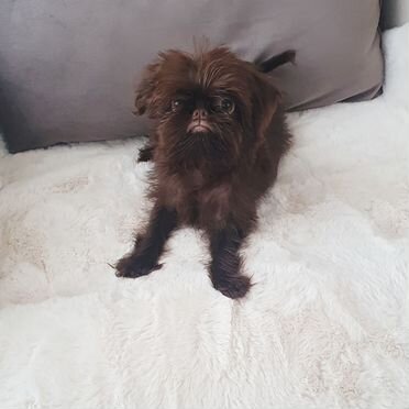 Брюссельский гриффон, щенок