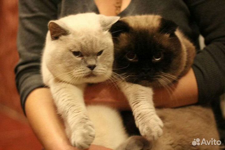 Шотландский кот вязка