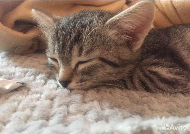 Котенок