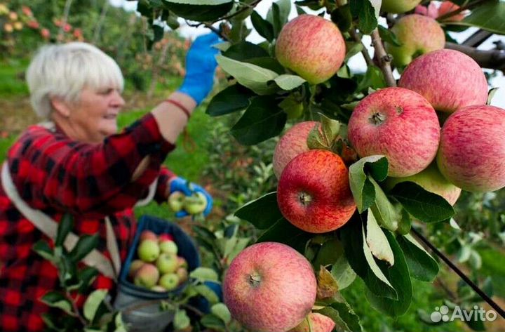 Сборщик яблок