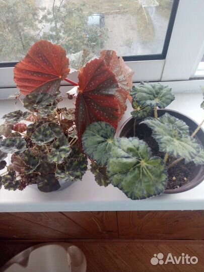 Комнатные цветы,разные