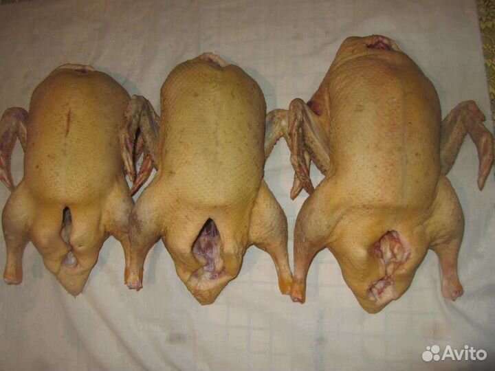 Индюки. Гуси. Утки