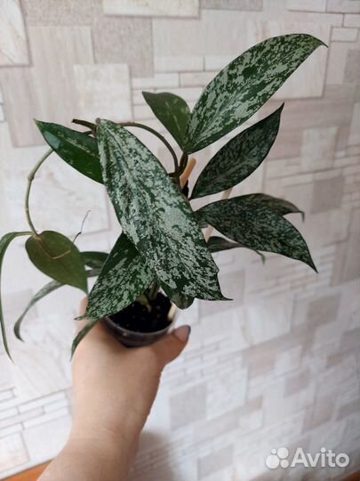 Hoya(Хоя)