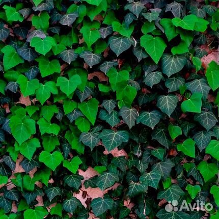Плющ вечнозеленыйВсе виды Ландшафтных работ